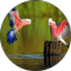 Profile photo of Donna V