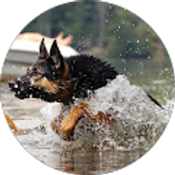 Profile photo of Roger Griffin