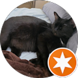 Profile photo of Lisa Bee