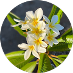 Profile photo of Stacey Quan