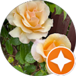 Profile photo of Lucy Willard