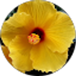 Profile photo of Susan Bloom