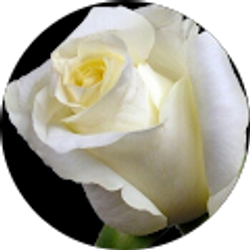 Profile photo of Tamara