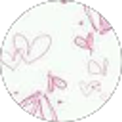 Profile photo of Megan Puls