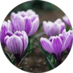 Profile photo of Irene Nateras