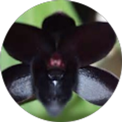 Profile photo of Y Townsend