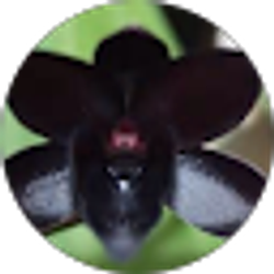 Profile photo of Y Townsend