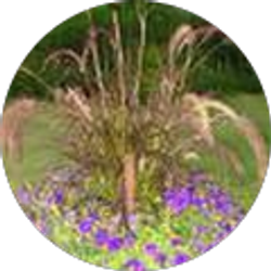 Profile photo of Laurel Erickson