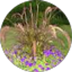 Profile photo of Laurel Erickson