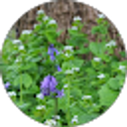 Profile photo of missy molleston