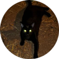 Profile photo of Ikaika Cricket