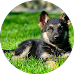 Profile photo of Andrea Stathoulis