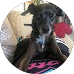 Profile photo of Joe Testa