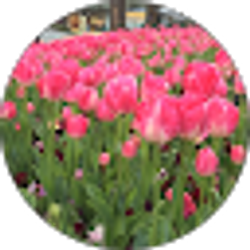 Profile photo of Alex Chotello