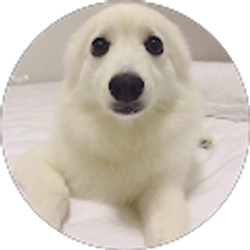 Profile photo of Central Wombat