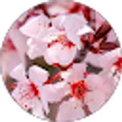 Profile photo of Cindy S