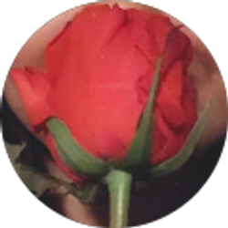 Profile photo of Leyly Alvarado