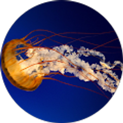 Profile photo of Raod Runner