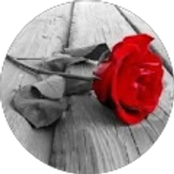 Profile photo of R R