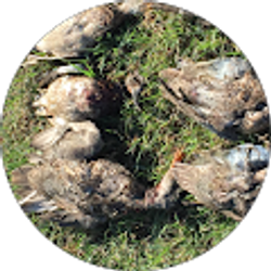 Profile photo of 1rod1gun2passions R