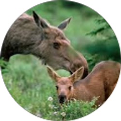 Profile photo of Henry Tumbusch