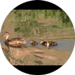 Profile photo of Scott A