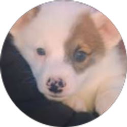 Profile photo of Nova Pierce