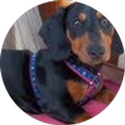 Profile photo of Kim Zimmerman