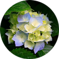 Profile photo of Halie Tran