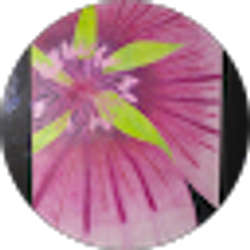 Profile photo of Roberta Misak
