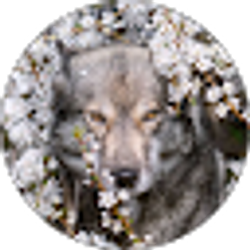 Profile photo of Milky.Vanilla.Creations