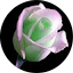 Profile photo of Cynthia Crouch