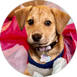 Profile photo of Dani Bustios