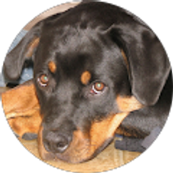 Profile photo of Joann Bedell