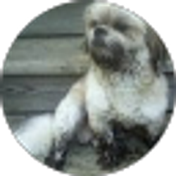 Profile photo of Diana Barker