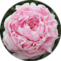 Profile photo of Phoebe Stroobosscher