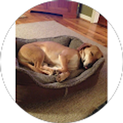 Profile photo of Anne Belardo