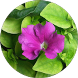 Profile photo of Kellie K