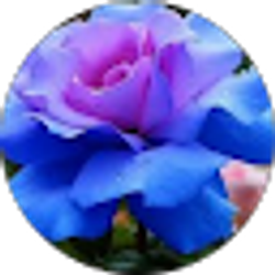 Profile photo of Paula Brooks