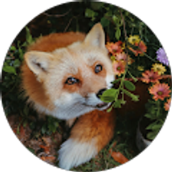 Profile photo of Shilo C