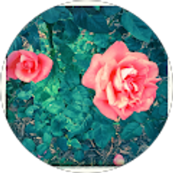 Profile photo of Daisy Wilken