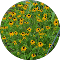 Profile photo of Renee Delee