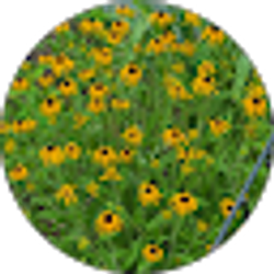 Profile photo of Renee Delee