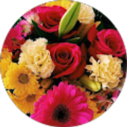 Profile photo of Sheila Smith