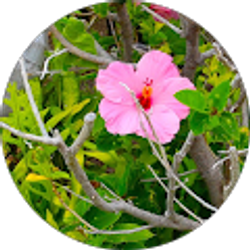 Profile photo of Angelica Solis