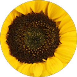 Profile photo of Maryann McDonnell