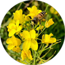 Profile photo of Ronna Price