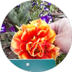 Profile photo of Tom Humphrey