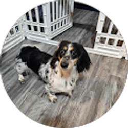 Profile photo of Mario Llanos