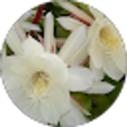 Profile photo of Phyllis Lusantos